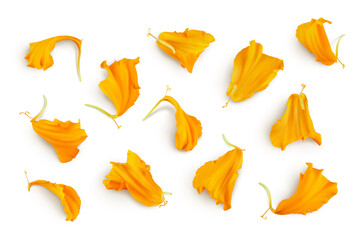 petals of fresh marigold or tagetes erecta flower isolated on white background with full depth of...