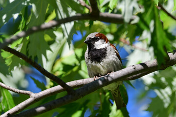 Male House Sparrow bird sits perched in a tree