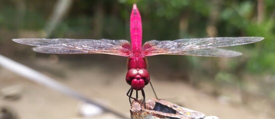 Dragonfly with beautiful bright pink and red color body resting with open wings ready to fly facing camera. Face, eyes, moth, legs close up macro detail side view with blurry forest nature background.
