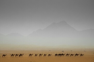 A group of camels marching in a queue in middle of a dry desert on the way to Abha, Saudi Arabia - obrazy, fototapety, plakaty