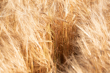 Golden ripe barley field, nature photo. Wheat in Ukraine , grains for export 