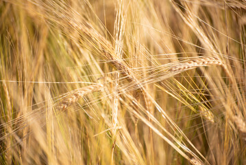 Golden ripe barley field, nature photo. Wheat in Ukraine , grains for export 