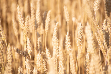 Obraz premium Golden ripe barley field, nature photo. Wheat in Ukraine , grains for export 