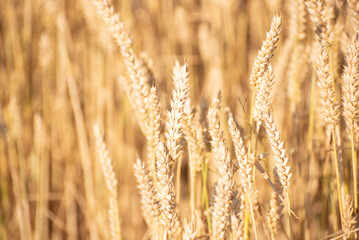 Fototapeta premium Golden ripe barley field, nature photo. Wheat in Ukraine , grains for export 