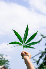 Fototapeta na wymiar Close-up cannabis leaf, wild hemp photo. Natural drug for medical aims
