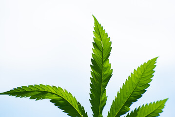 Close-up cannabis leaf, wild hemp photo. Natural drug for medical aims