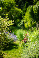 garden wktn


garden with herbs