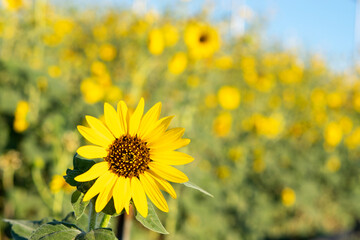 field of sunflowers