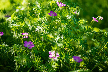 Macro shot of bloody cranesbill ( geranium sanguineum) note: shallow depth of field