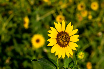 bee on sunflower