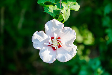Obraz premium pink and white flowers