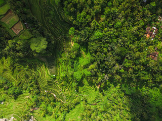 Aerial view of rice fields at Bali, Indonesia