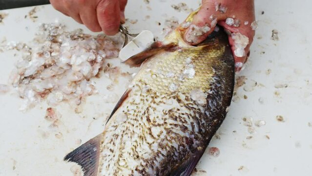 Faceless elderly woman or man cleaning freshwater fish with scraper on white table. Hands of elderly cook remove scales of carp with peeler tool. Chef prepares bream for frying, boiling with scaler