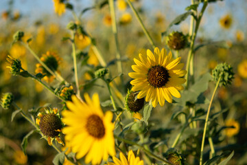 field of sunflowers