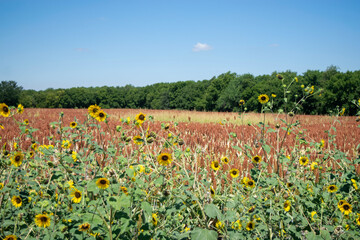 field of flowers