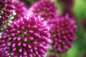 Drumstick allium is a bright Pink this Summer.  Flower is full of blossoms this year in a garden in NE PA.