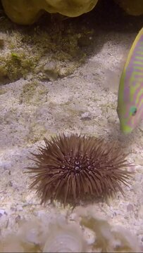 VERTICAL VIDEO: Close-up of tropical fishes of different species eating injured Burrowing Urchin or Rock-Boring Urchin (Echinometra mathaei) lie on the seabed covered with corals and algae.