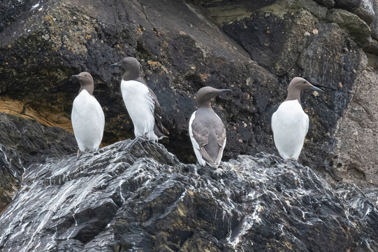 Guillimots on the rocks of the cliffs of Skomer island