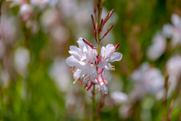 Selective focus of wild white pink flower in the grass field, Oenothera guara formerly known as Gaura biennis or biennial beeblossom, Nature floral background.