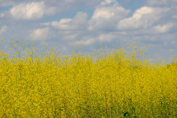 Obraz premium Selective focus yellow flowers of Rapeseed under blue sky white clouds, Oilseed rape in the field, White mustard (Sinapis alba) is an annual plant of the family Brassicaceae, Natural floral background