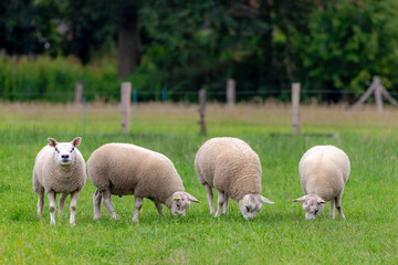 Selective focus of a group young sheep nibbling grass on the green meadow, Ovis aries are quadrupedal ruminant mammals typically kept as livestock, Lamb on the field in countryside, Netherlands.