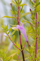 Mexican Oregano (Poliomintha longiflora) rosemary mint 