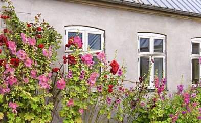 Beautiful colourful hollyhocks Alcea rose flower bloom at the window of the house.