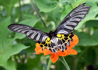 butterfly on a flower