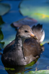 Colour scene of a young moorhen swimmimg by lily pads