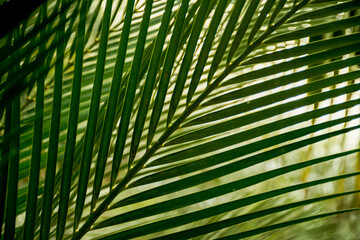 Selective focus blurred image of palm leaves. Green nature background