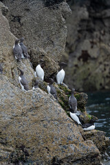 Fototapeta premium Guillimots on the rocks of the cliffs of Skomer island
