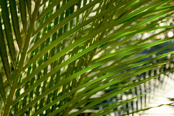 Fototapeta na wymiar Selective focus blurred image of palm leaves. Green nature background