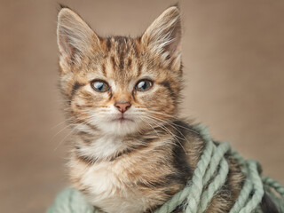 Cute playful tabby kitten wrapped in wool yarn