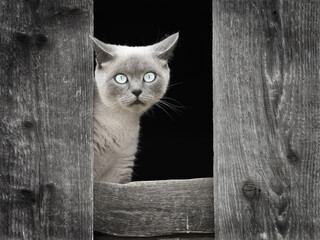 A gray cat looking with a wary look through the gap between the boards