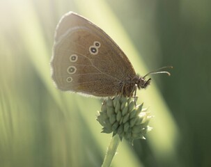 Ringlet butterfly resting on a plant