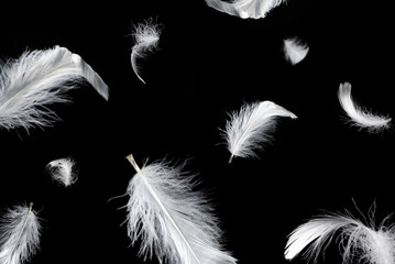 White feather isolated on a black background.