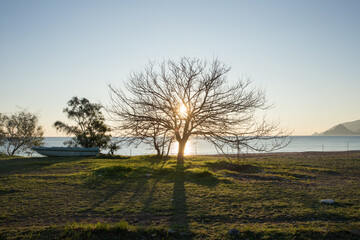 Fototapeta premium A view of beautiful tree at sunset, Mediterranean Sea in the background