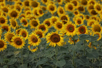 Sunflowers. Blooming field of sunflowers in summer