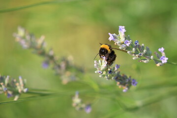 Bumblebee on lavender flower, natural pollination