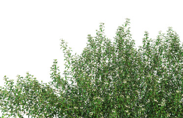 Fototapeta premium Ivy flowers on a white background.