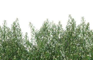  Ivy flowers on a white background.