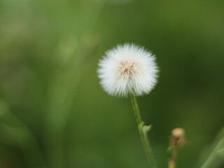 Closed Bud of a dandelion. Dandelion white flowers in garden or nursery
