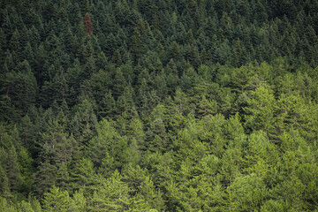 forest in the pine on the mountains