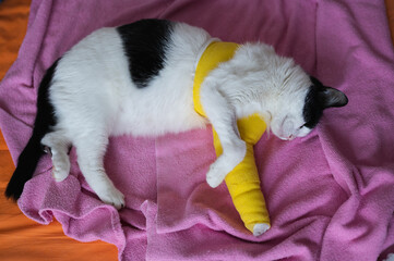 Bandaged injured cat sleeping in bed at home, suffered fractured leg in an accident. Medical care of pet, table top view.