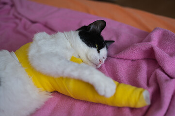 Bandaged injured cat resting in bed at home, suffered fractured leg in an accident. Domestic care...