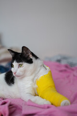 Bandaged injured cat resting in bed at home, suffered fractured leg in an accident. Medical care of unwell  pet.