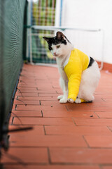 Bandaged injured cat standing on balcony and sadly looking away, suffered fractured leg in an...