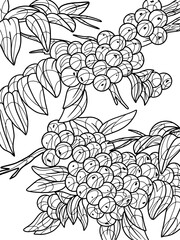 Viburnum plant. Freehand sketch for adult antistress coloring page with doodle and zentangle elements.