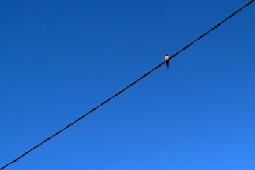 Black and white bird sits on a wire against a blue sky