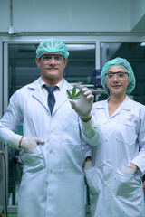 Scientists are in the chamber extracting oil and cannabis seeds. Showing tea leaves used in research and development.